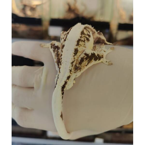 Crested Gecko Lilly White Male (1.0) 7