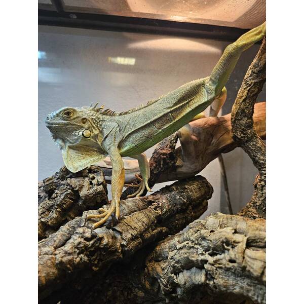 Iguana Green Juvenile Male (Iguana iguana)
