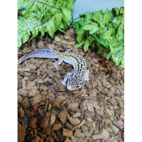 Leopard Gecko Snow (Mask) 100% Het Albino (Tremper) Pos Jungie Pos Tangerine Juvenile(0.0.1)