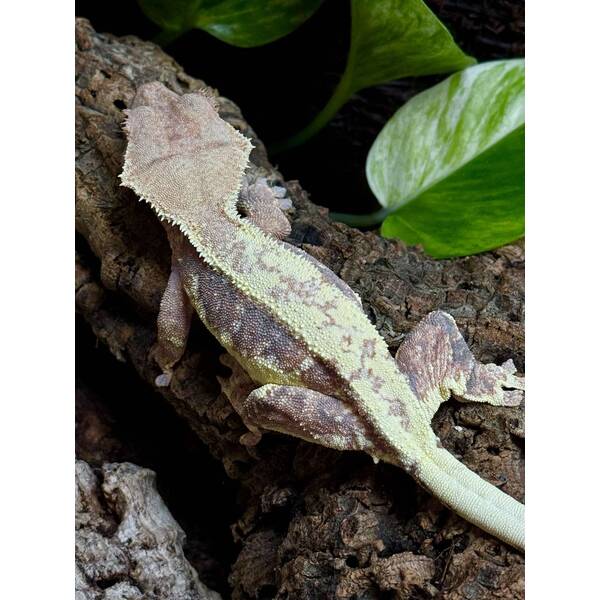 Rhacodactylus Lilly White 1 Female (0.1)