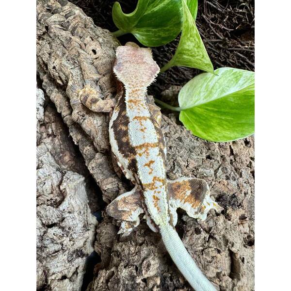 Rhacodactylus Lilly White 6 Male (1.0)