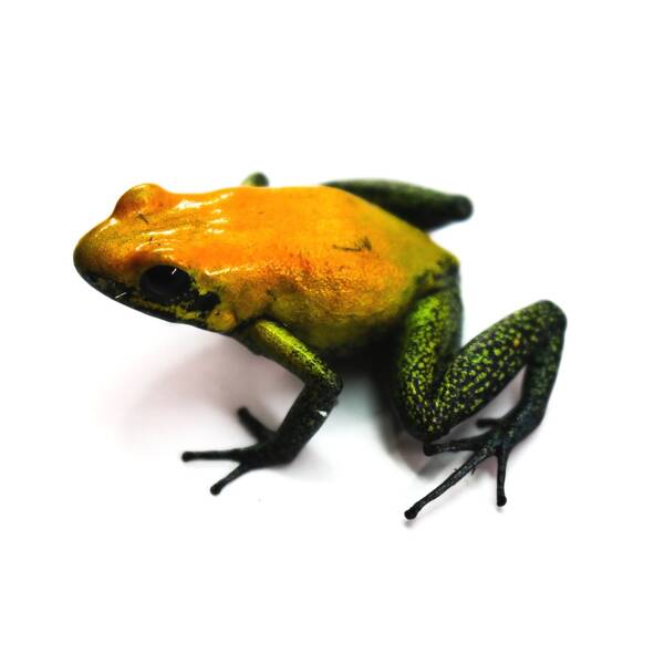 Phyllobates Bicolor (eu-bred) L