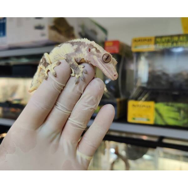Crested Gecko Lilly White Male (1.0) 9