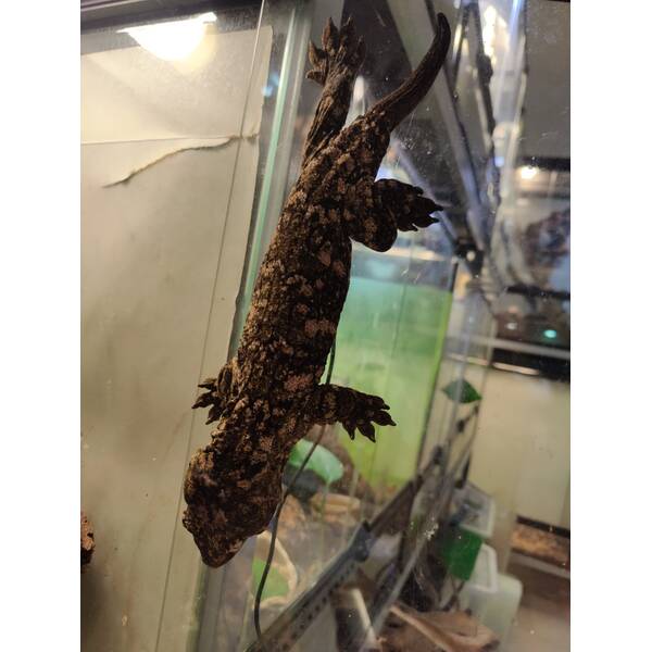 Rhacodactylus Leachianus Nuu Ana Pair (1.1)