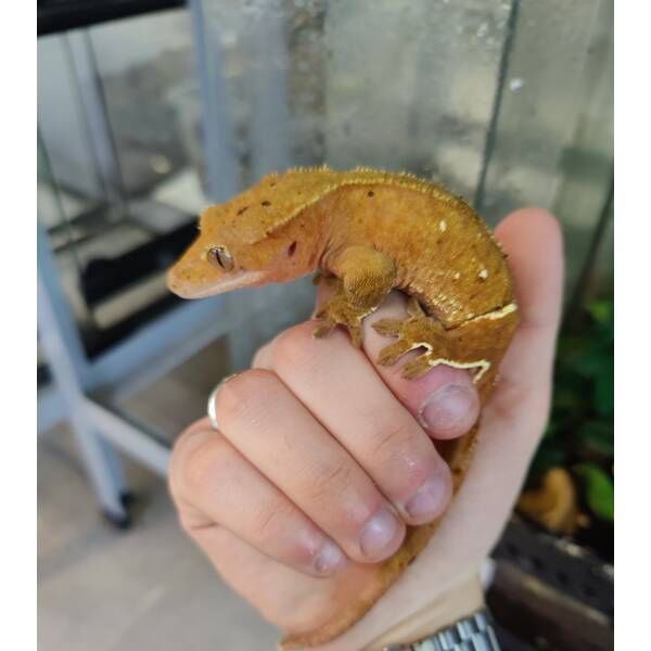 Correlophus Ciliatus 3 (0.1)