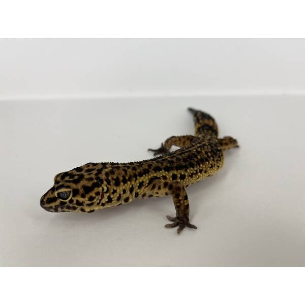 Eublepharis Macularius Leopard gecko Black Night Mandarin het. Noir Desire Female (0.1)