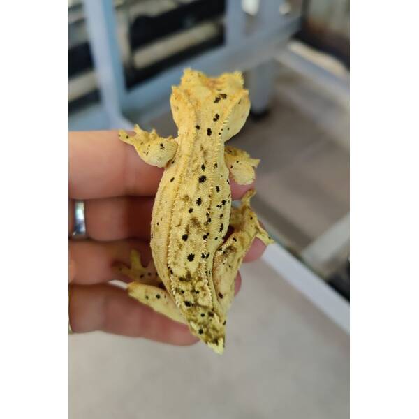 Correlophus Ciliatus 4 (0.0.1)