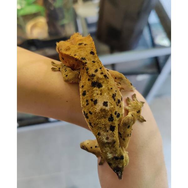 Correlophus Ciliatus 5 (0.0.1)