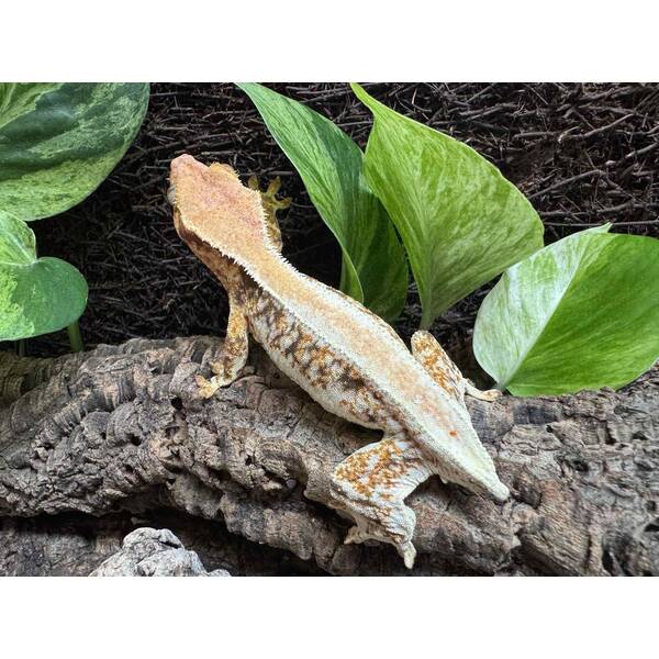 Rhacodactylus Lilly White 4 Female (0.1)