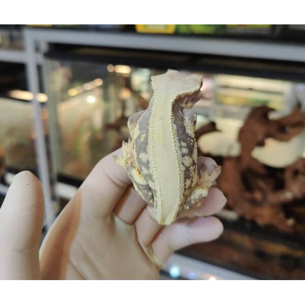Crested Gecko Lilly White Male (1.0) 9