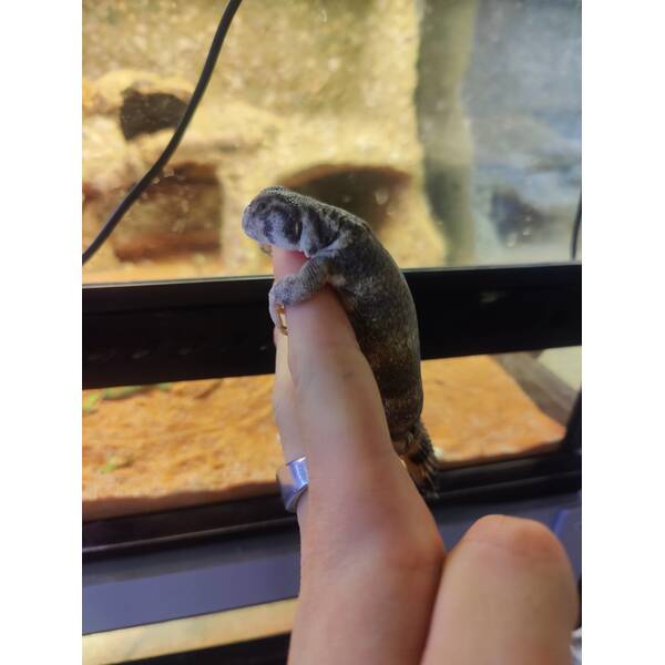 Uromastyx Thomasi (0.0.1)