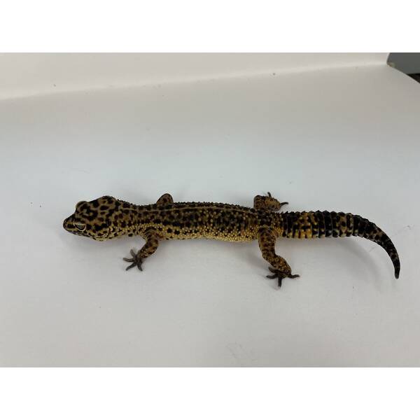 Eublepharis Macularius Leopard gecko Black Night Mandarin het. Noir Desire Female (0.1)