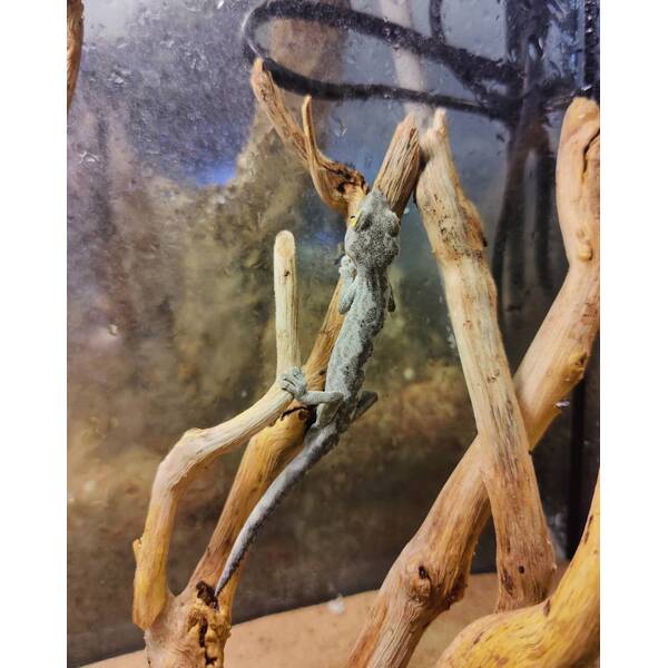 Strophurus Williamsi Female 0.1