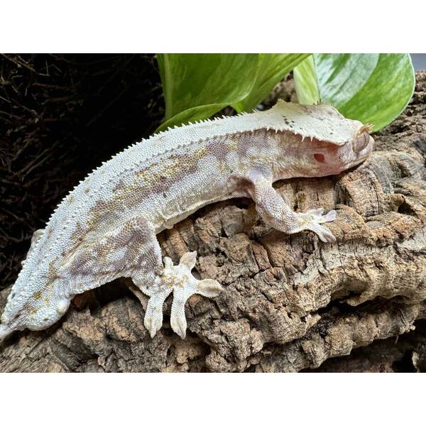 Rhacodactylus Lilly White 5 Male (1.0)