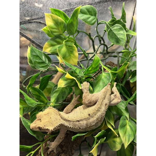 Correlophus Ciliatus 9 (0.0.1)