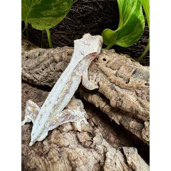 Rhacodactylus Lilly White 5 Male (1.0)