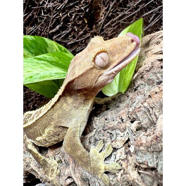 Crested Gecko Partial Pinstripe Harlequin Male (1.0)