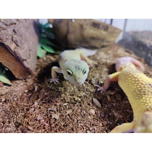 Eublepharis Macularius Leopard gecko Mack Snow - Murphy Patternless Female (0.1)