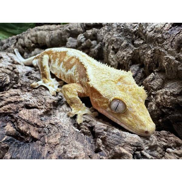 Rhacodactylus Lilly White Male (1.0)