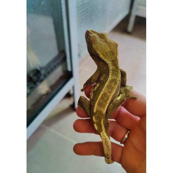 Correlophus Ciliatus 2 (0.0.1)