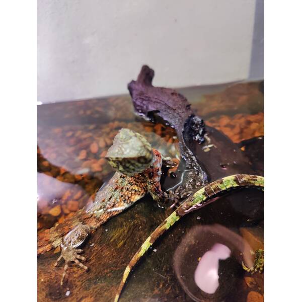 Shinisaurus Crocodilurus Juvenile (0.0.1)