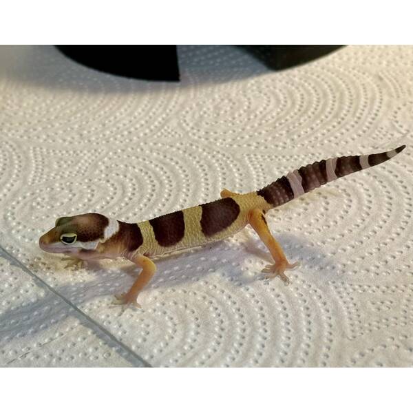 Leopard gecko Juvenile (0.0.1)