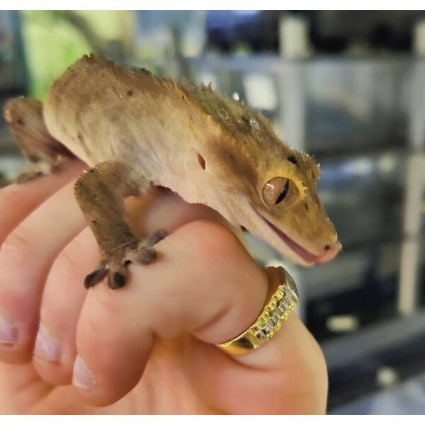 Correlophus Ciliatus 6 (0.0.1)