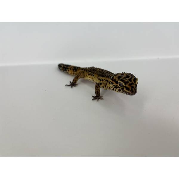 Eublepharis Macularius Leopard gecko Black Night Mandarin het. Noir Desire Female (0.1)