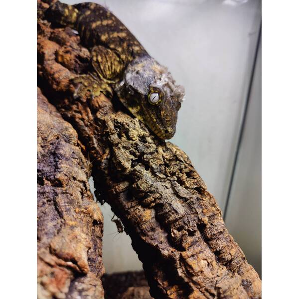 Rhacodactylus Leachianus Nuu Ana Pair (1.1)