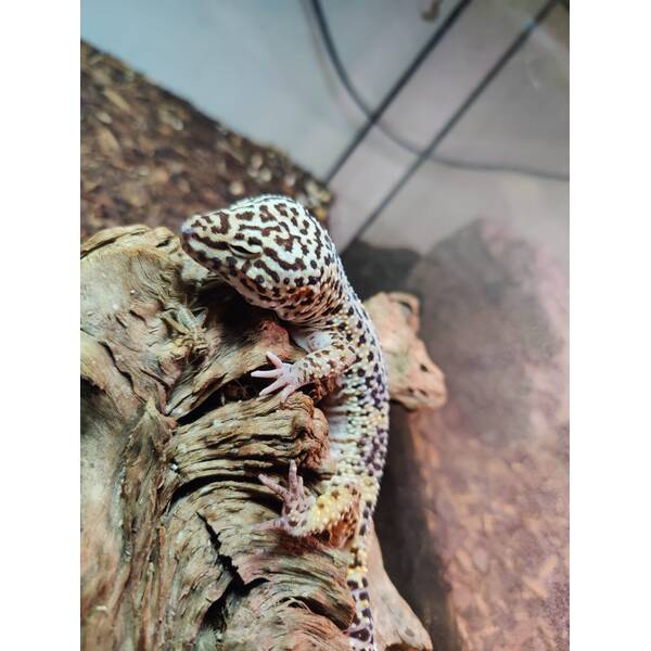 Eublepharis Macularius Leopard gecko Black Night Noir Desire Male (1.0)