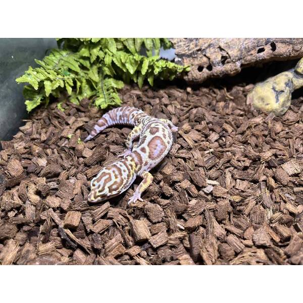 Leopard Gecko ''Bell Albino-Mack Snow'' Juvenile (0.0.1)