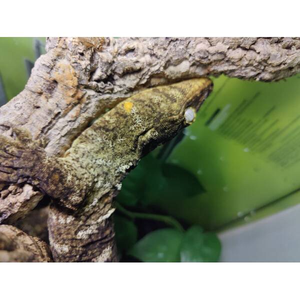 Rhacodactylus Laechianus White Morph 1.0