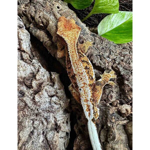 Rhacodactylus Lilly White 3 Male (1.0)