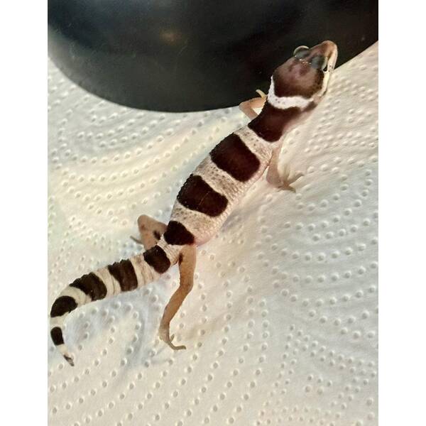 Leopard gecko Juvenile (0.0.1)