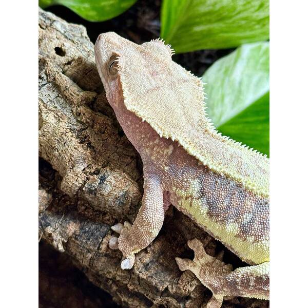 Rhacodactylus Lilly White 1 Female (0.1)