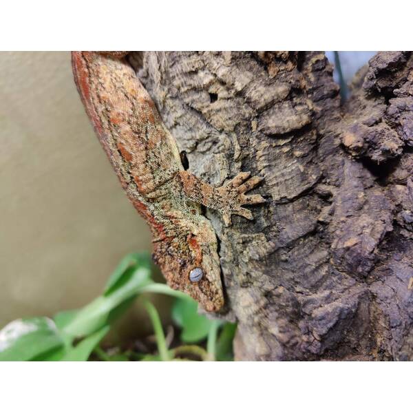 Rhachodactylus Auriculatus Hump-headed gecko Female (0.1)