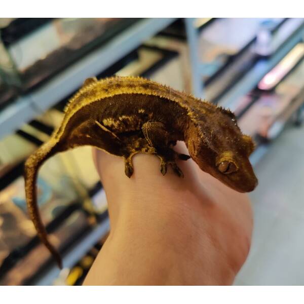 Correlophus Ciliatus 8 (0.0.1)