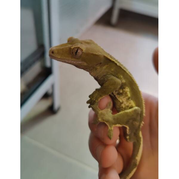 Correlophus Ciliatus 2 (0.0.1)