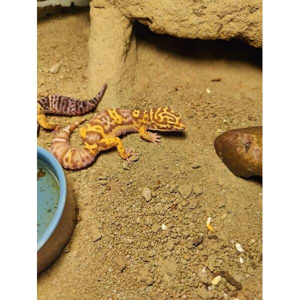 Leopard Gecko ''Bell Albino'' Female (0.1)