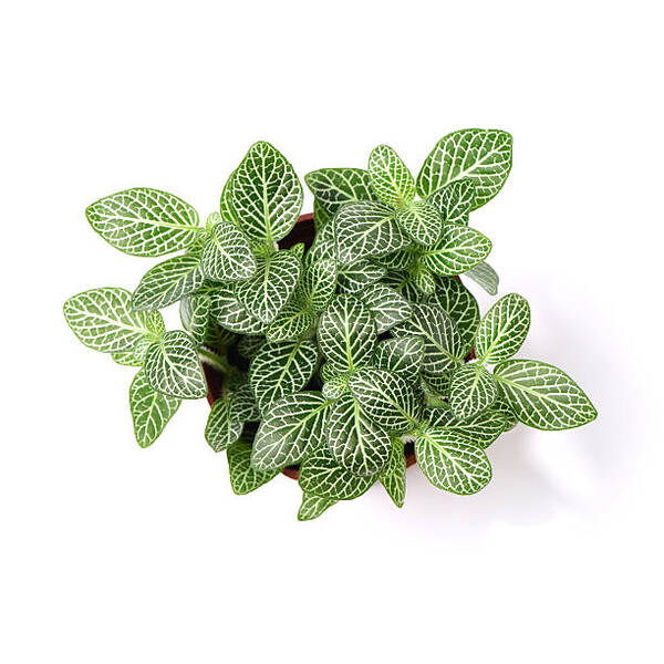 Stoffels Fittonia Argyronauta