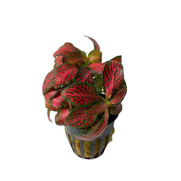 Stoffels Fittonia albivenis 'Forest Flame' (Red)