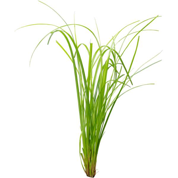Stoffels Cyperus Helferi