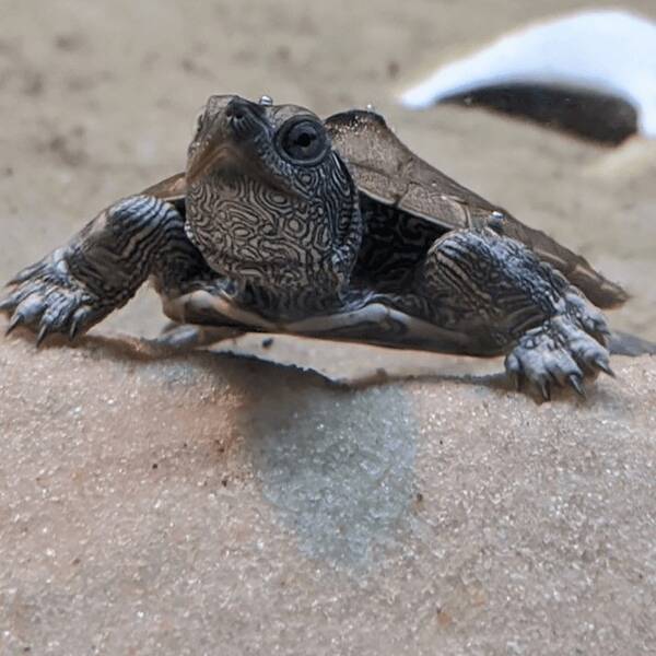 Graptemys Pseudogeographica Graptemys Pseudogeographica