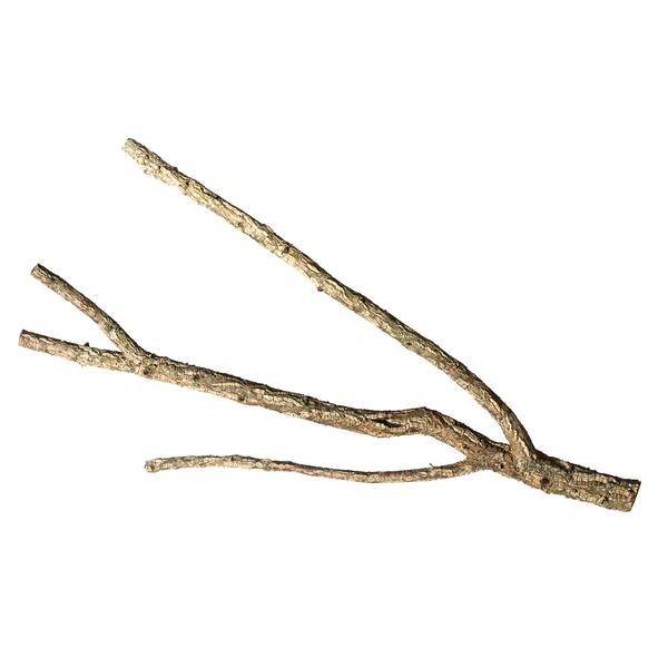 Decorative Cork Tronchos Branched 80-100cm Decorative Cork Tronchos Branched 80-100cm