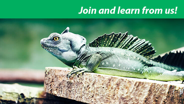 Static Image Reptilium