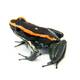 Phyllobates Vittatus (eu-bred) L