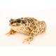 Bufo Brongersnail (EU-BRED) M/L