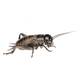 Gryllus Campestris (Black Field Cricket) 1 Box