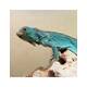 Iguana Blue Juvenile (0.0.1)