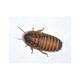 Cockroaches Blaptica Dubia 5 Box Cockroaches Blaptica Dubia 5 Box